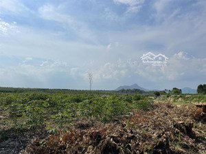 chỉ 300 triệu/ 1000m2 cho 4 sào đất tân bình - lagi cách trung tâm cách biển 5km sổ hổng riêng