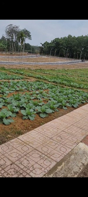 chỉ còn lô đất đã sắn sổ, sang tên ngay. hàng hiếm ngay sát thị trấn và khu công nghiệp 500ha