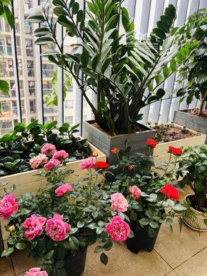 chcc 3pn chung cư báo nhân dân lô góc 95,6m bán gấp