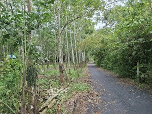 sang nhượng gấp đất hẻm ô tô tải quay đầu đường phú thuận, trước là xã phú mỹ hưng, củ chi, tp. hcm