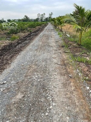 đất vườn đang trồng chanh tơ đang cho trái