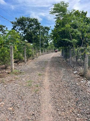 vườn trái cây long khánh, đồng nai, dt ngang 130m mt đường giá 4,91 tỷ, 6815 m2