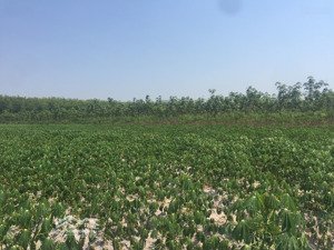 bán đất 30000m2 tại đường 795, xã tân hoà (suối ngô cũ), tây ninh. giá bán 6,2 tỷ