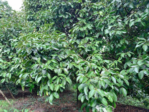 bán khoảng 2 sào (2000m2) đất xã bình ba, huyện châu đức, brvt. giá 2,2 tỷ.