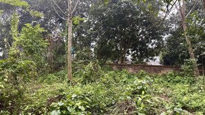 cần bán 960m2, mt 36m, 400m2 thổ cư tại thôn cốc đồng tâm xã (minh quang cũ) ba vì mới