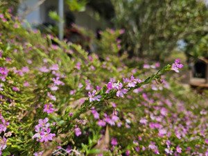 bán khu nhà vườn xinh đẹp kết hợp view đồi trập trùng đẹp như bảo lộc + view hồ trị an triệu đô