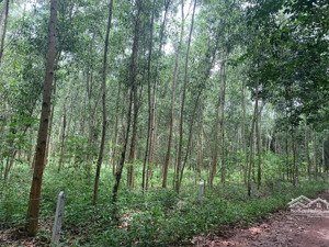 chỉ 1,1 triệu/m2 | 4ha - 3 mặt tiền 405m đẹp | xây nhà xưỡng| long nguyên - bàu bàng