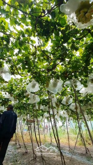 đất trồng cln tại quốc lộ 1a, tuy phong, bình thuận, 14000m2