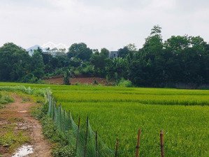 chủ cần tiền bán gấp trước tết 2026