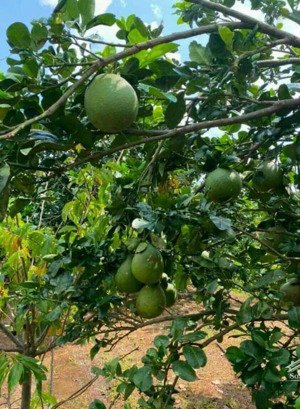 cơ hội vàng! 3 lô đất liền kề phú tân định quán giá sốc 499tr bao phí mua nhanh kẻo lỡ