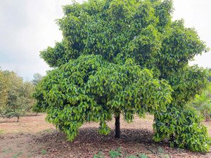 bán khoảng 5 sào 8 (5867m2) đất xã láng lớn, huyện châu đức, brvt. giá 8,8 tỷ.