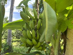 bán vườn trái cây 1 hecta gần trung tâm huyện Khánh Vĩnh giá chỉ 150k/m2 LH 0788.558.552