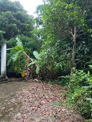 3500m2 đất an sơn 19, giá rẻ chỉ bằng 1/3 so với thị trường, thổ cư có sẵn 300m2