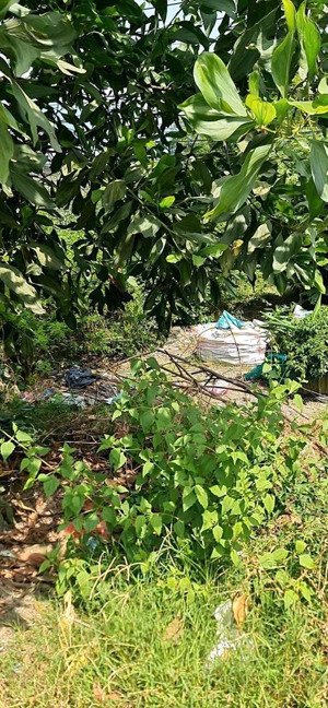 bán đất mặt tiền quốc lộ 62 full thổ cư thích hợp kinh doanh