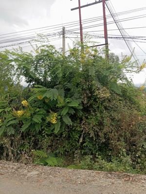 bán đất ở nông thôn mt dt 651e, thôn xuân ninh, xuân sơn, vạn ninh 4128,9m² ngang 8,6m