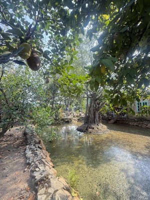 bán đất lớn thổ cư an phú đông quận 12 giáp gò vấp