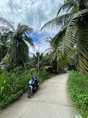 439 triệu sở hữu 489m² đất vườn dừa tân phú đông quy hoạch thổ cư, đường xe tải