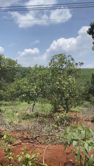 chính chủ bán đất thôn 7, long hưng, phú riềng cũ.