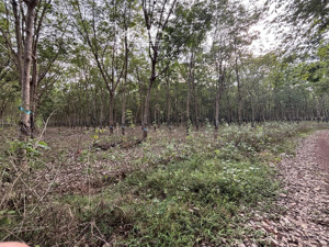 bán đất tại xã tân phước, đồng phú, bình phước, 27500 m2 đất tại xã tân phước, đồng phú