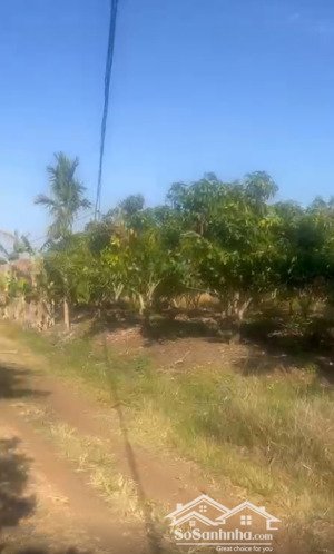 nhượng bán 1,5ha đất trồng xoài đài loan đắk mil, lâm đồng sổ hồng giá 950 triệu