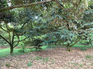 bán khoảng 1 mẫu 2 (12.408m2) đất xã láng lớn, huyện châu đức, brvt cũ). giá 13,5 tỷ