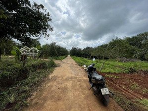 lô đất đường bê tông- trục đường chính thôn 2 . dân cư đông đăk lim - đắk ơ - bù gia mập 933m2