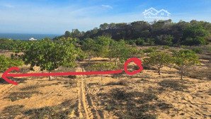 thửa đất giá cực rẻ đáng mua nhất trước ngày 01/03/2026 tại thủ đô resort hàm tiến - mũi né