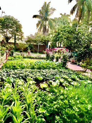 đất biệt thự phù hợp làm nhà vườn