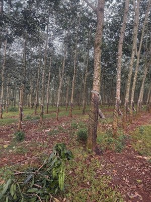 chỉ 1,2 tỷ sở hữu 1.632m2 đất vườn xuân mỹ - cẩm mỹ, có sẵn cây ăn trái!