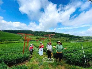 bán đất nền dòng tiền tại khu du lịch làng omm bảo lộc