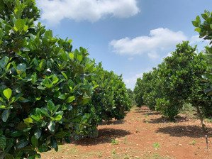 vườn trái cây,dt: 5600 m2 có 100mv thổ cư tại bình lộc, long khánh,