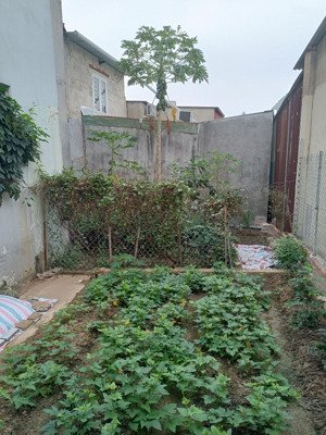 đi tắc đón đầu đi đầu cát lái, đất full thổ cư bán chính chủ