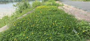 bán đất biệt thự ven sông- khu biệt thự đảo nổi- sổ đỏ có sẵn, giá gốc trực tiếp từ chủ đầu tư