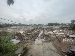 hàng hiếm mai lâm ô tô đỗ cửa