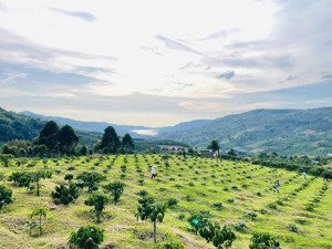 bán vườn cafe thu mạnh 1,5 tấn /năm, gần suối giá 1tỷ750