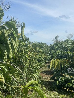 bán đất buôn hồ đắc lắc, 3500m2 sẵn 5 sổ đỏ, vườn cafe thu hoạch, dân cu, đường 30m, mặt tiền 230m