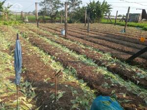 B.á.n 1,2 công đất thổ vườn tại Phường Long Thuận, TP Gò Công cũ giá 1tr/m2