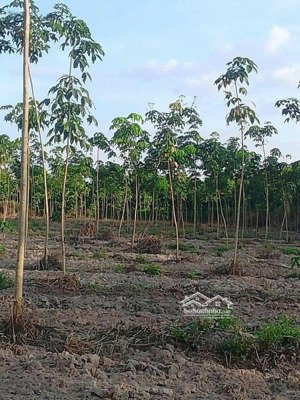 chủ kẹt tiền bán 1,4 mẫu đất có sẵn 100 thổ cư, mặt tiền nhựa lớn giá 4 tỷ 3, minh thạnh, tphcm