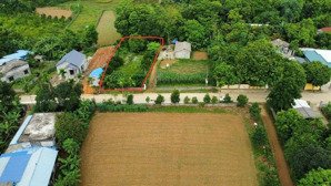 chủ cần bán nhanh trước tết để mua đào quất