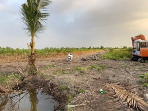 đất vườn dừa đang cho trái thủ thừa long an