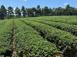 xuất cảnh bán gấp - bán đất khúc thừa dụ 7403m² - 37 tỷ