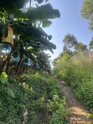 bán đất view bờ hồ sông ray góc nhựa 2mt ont