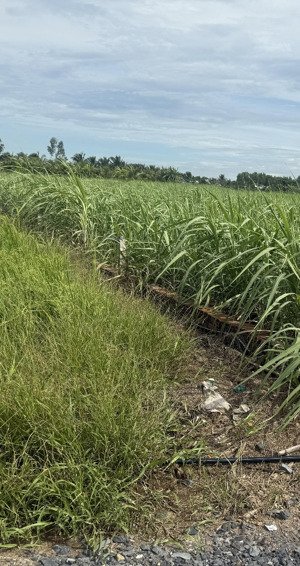 chính chủ ra nhanh đất phú hữu, nhơn trạch. đất nguồn f0 đón đầu cầu cát lái | giá chỉ 3 triệu/m