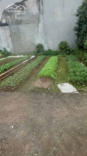 chính chủ cần tiền bán thị trấn phúc thọ dt 44,5m ô tô đổ cửa