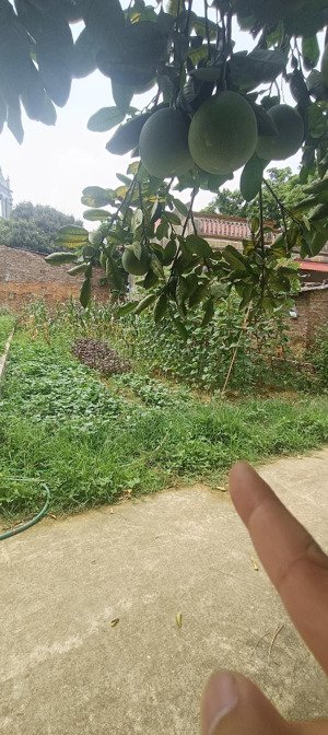 bán đất 94m2, 1,79 tỷ ở xã tân minh, sóc sơn, hà nội, uy tín, giá tốt