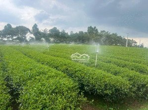 xuất cảnh bán gấp - bán đất khúc thừa dụ 7403m² - 37 tỷ