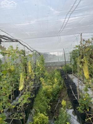 Bán đất HXH Xuân Thới Thượng,Hóc Môn DT 722 m2 . Giá chỉ 4 tỷ (TL)