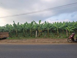 cần bán gấp đất xã hoà bắc, di linh, lâm đồng, 1,35 tỷ