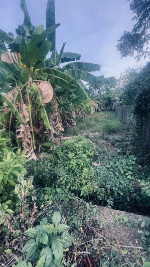 bán đất nền 298,6m2 chỉ với 2,1 tỷ tại đường số 8, xã nghĩa thành, châu đức, bà rịa vũng tàu