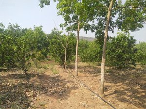 bán đất tại cư m''lan, 2,15 tỷ, 29000m2, đắk lắk